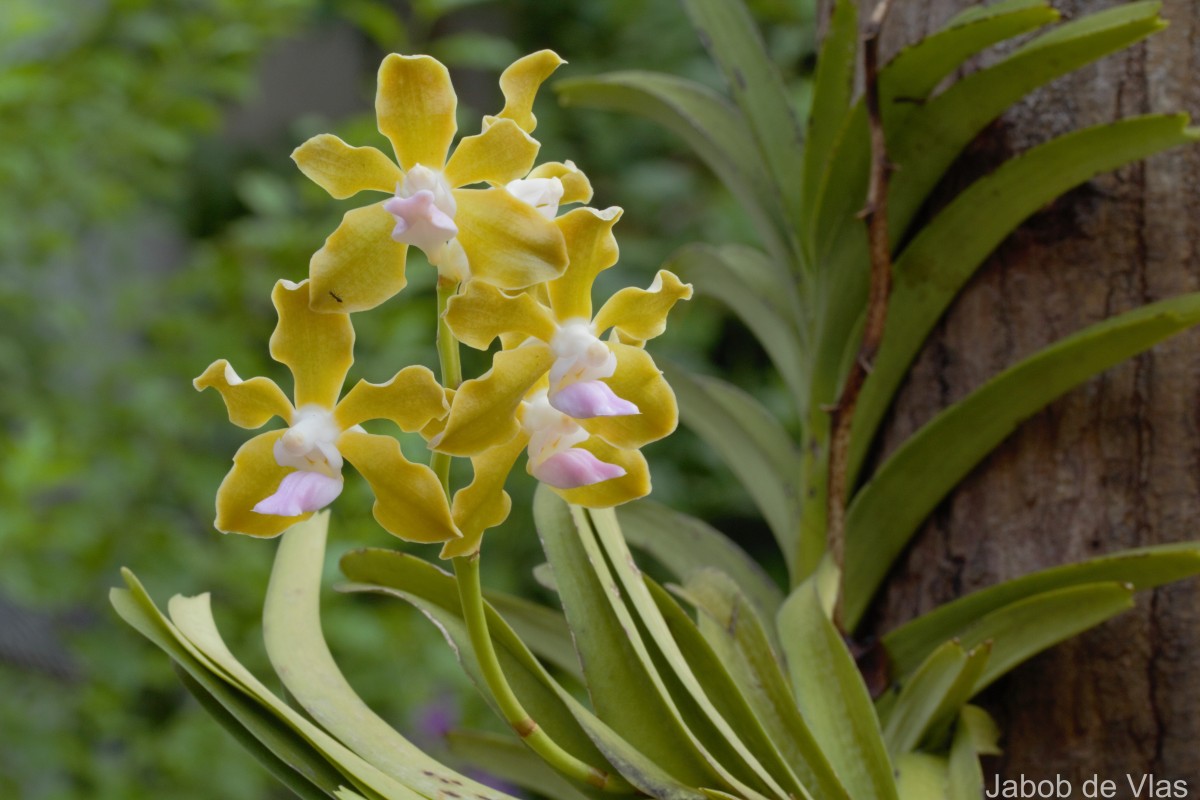 Vanda tessellata (Roxb.) Hook. ex G.Don
